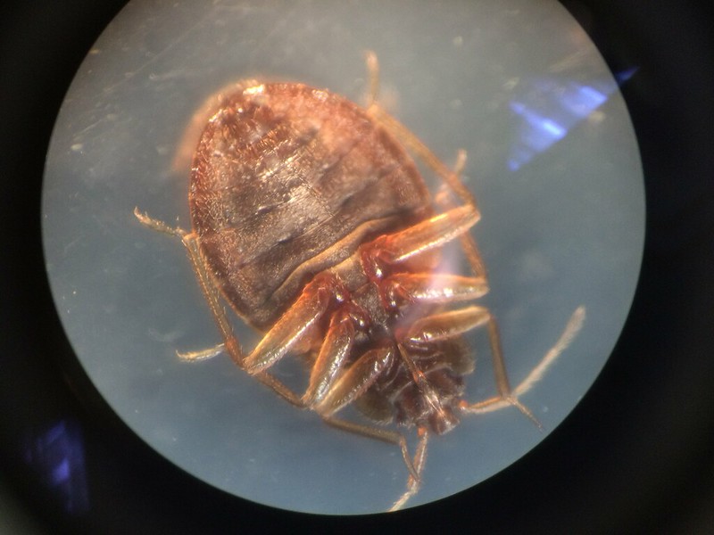 Bedbug - Photo by Steve Pettis