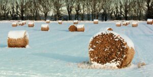 Hay in the snow
