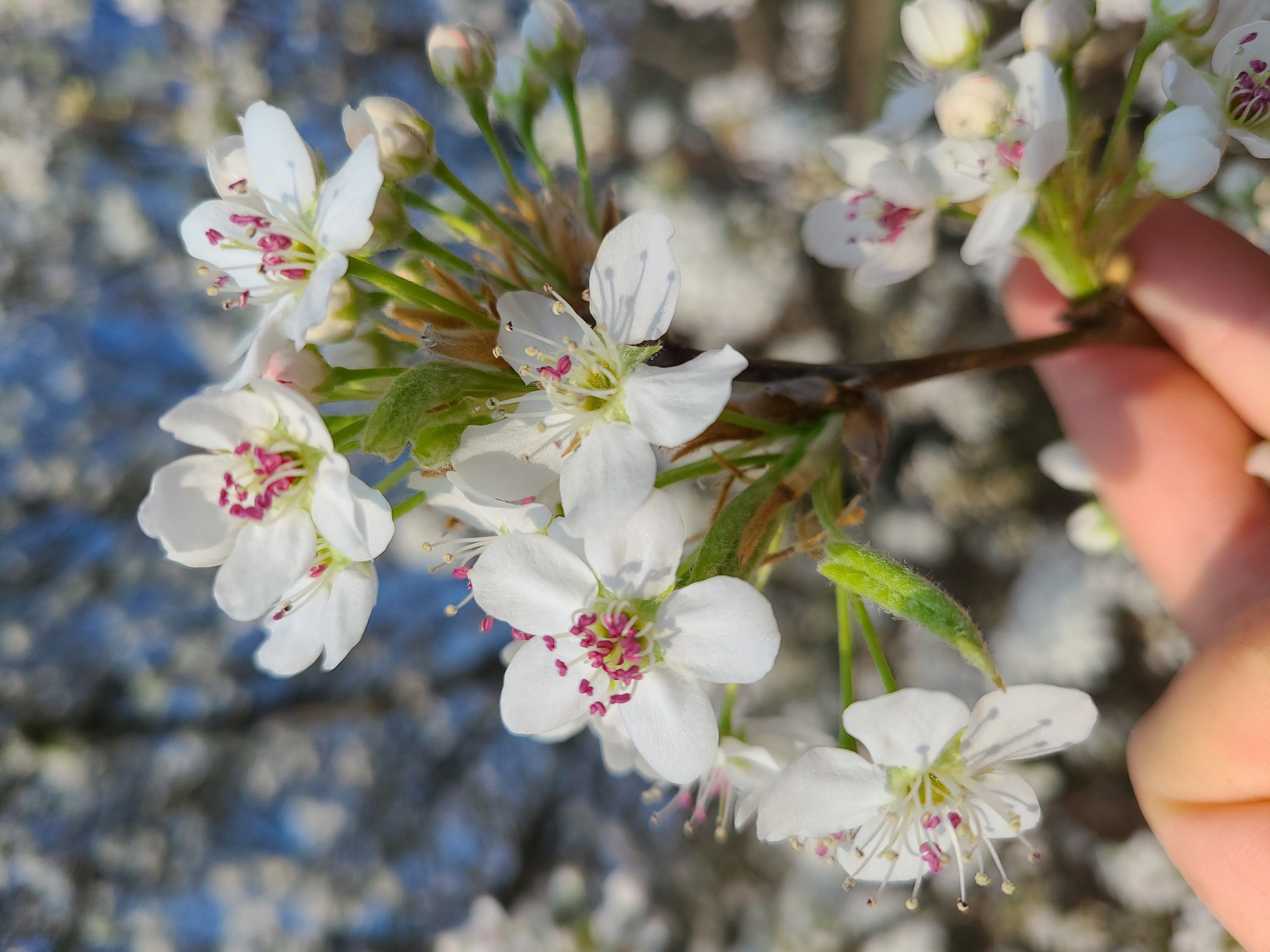 Bradford Pear Flowers Up-close