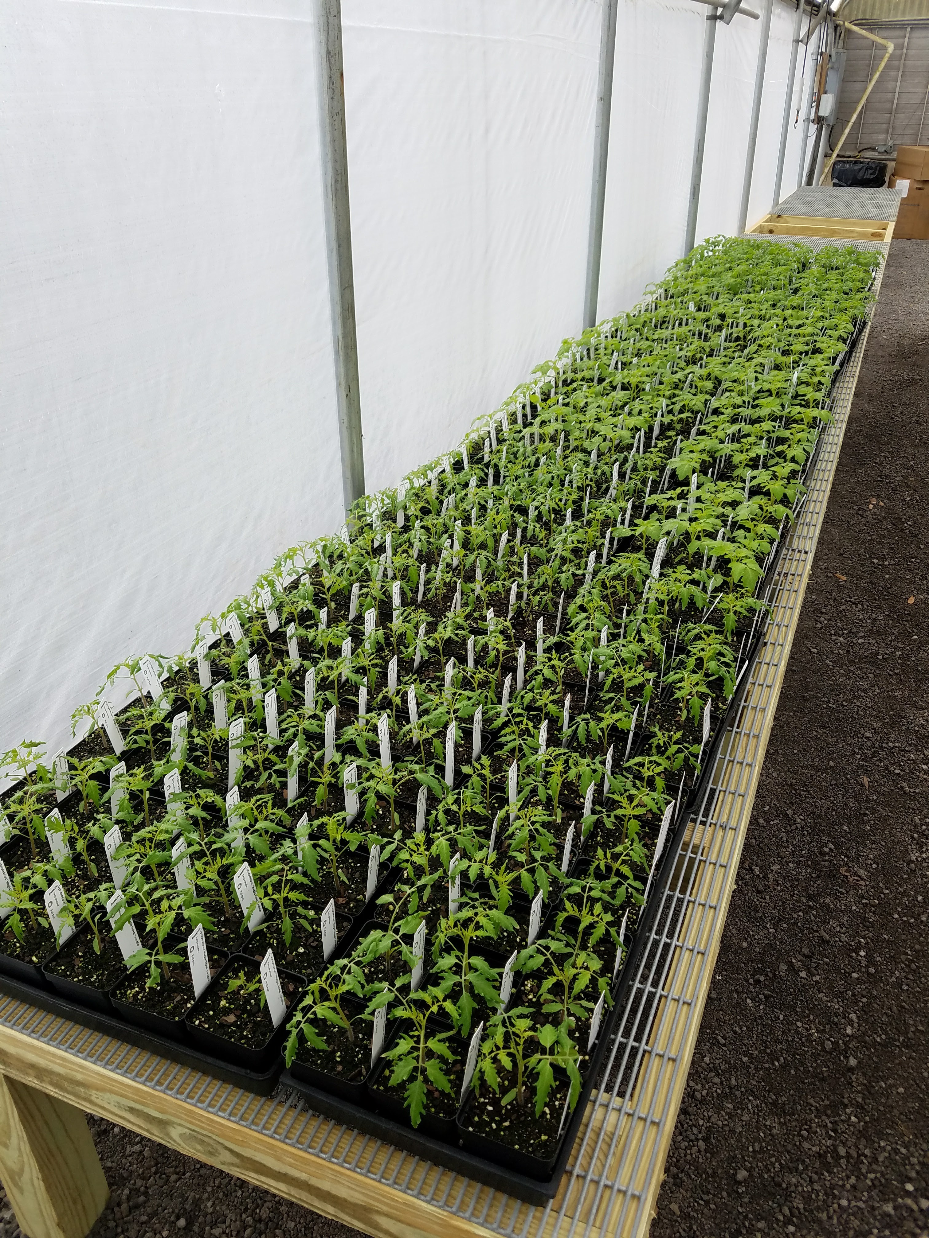 Flats of tomato seedlings