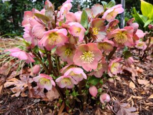 Cover photo for Not Your Grandmother’s Lenten Roses: Helleborus for a Modern Era