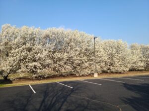 Bradford Pear Trees