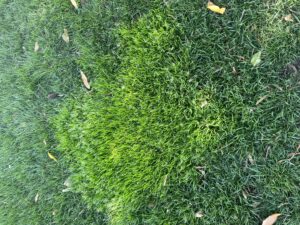 rough bluegrass in tall fescue
