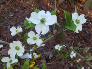 Dogwood Flower