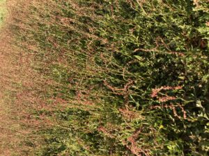 Cover photo for Weed Identification – Red Sorrel