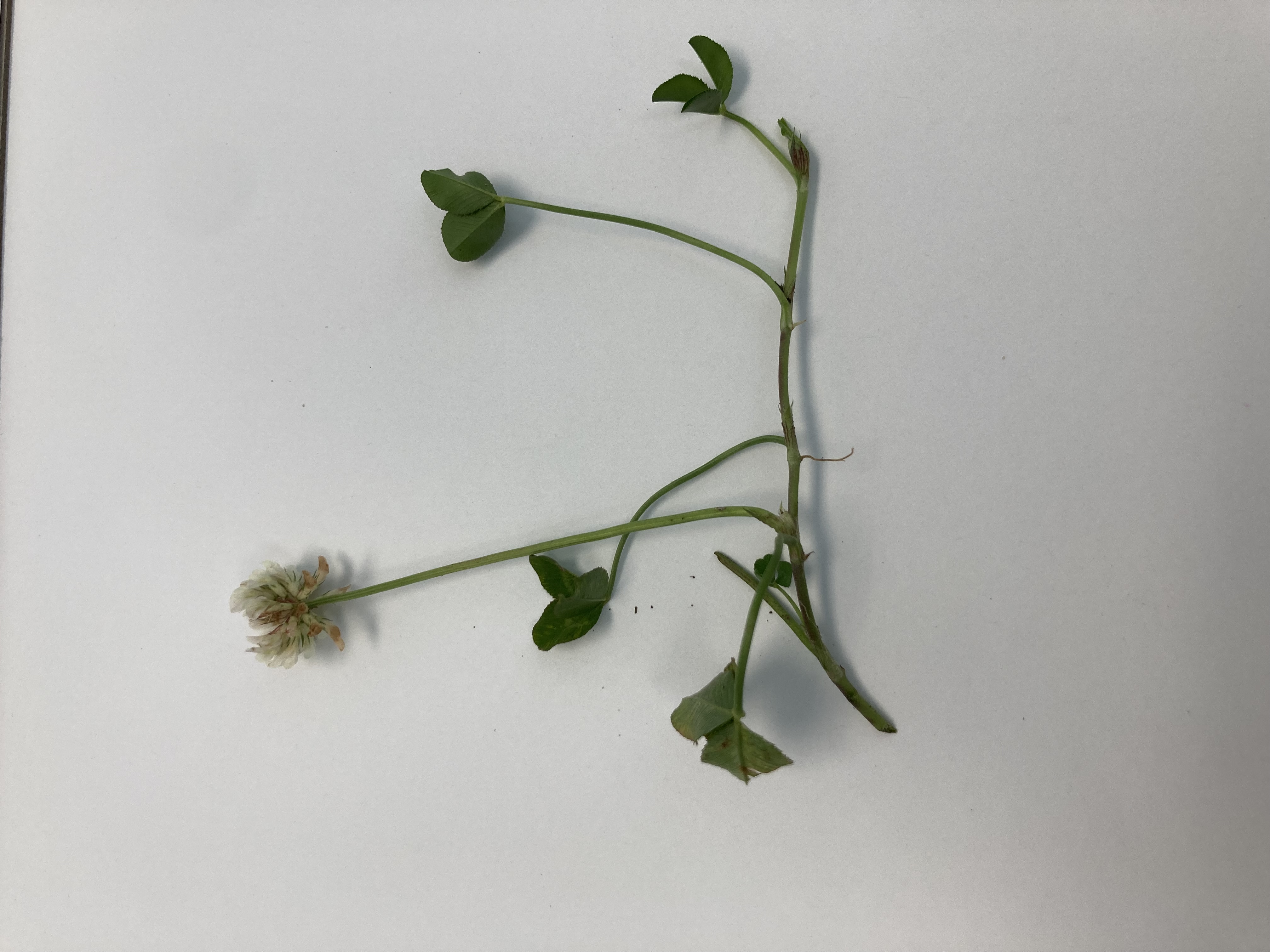 White clover stem with leaves and flower.