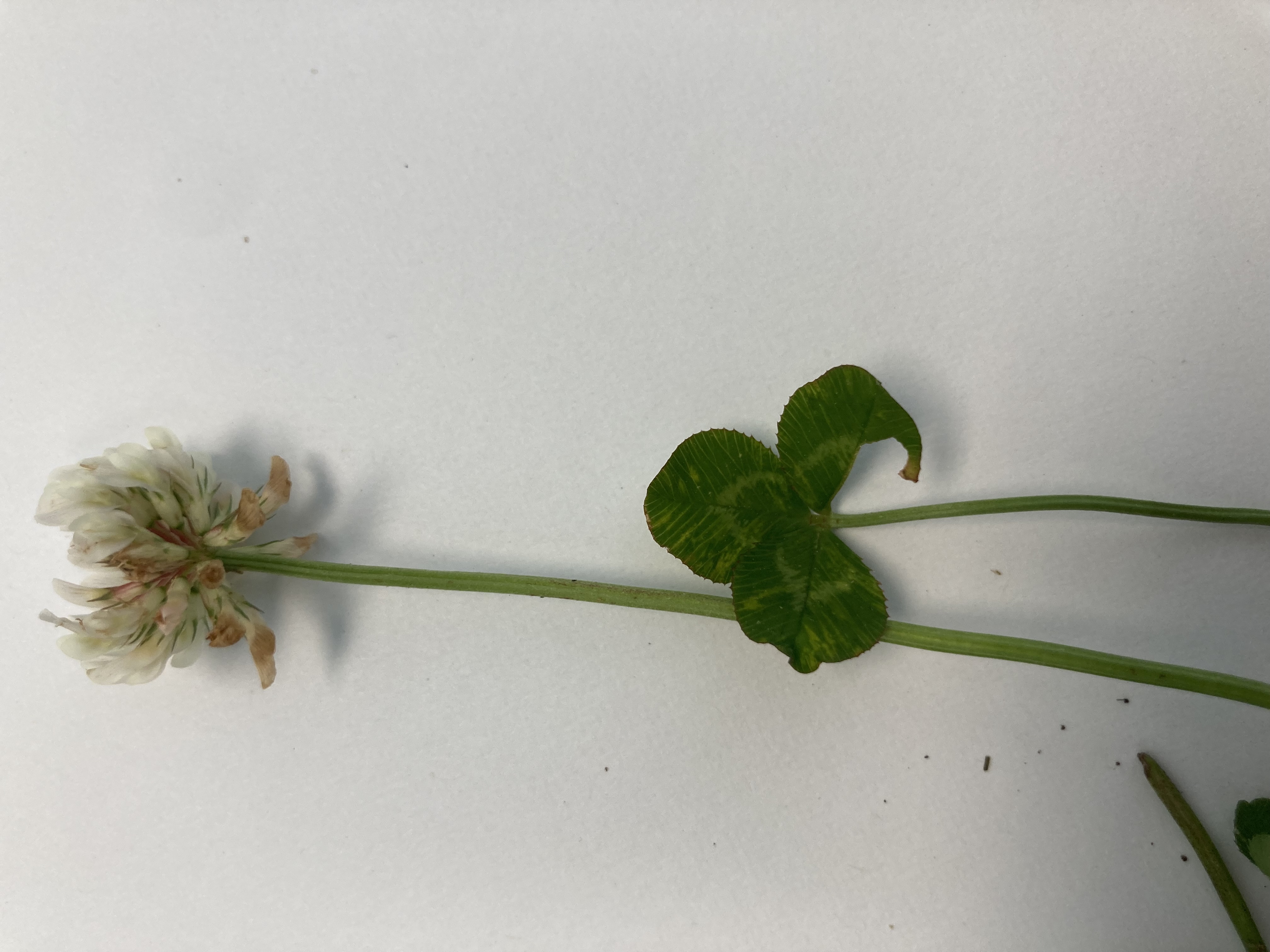White Clover with Flower