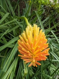 Kniphofia 'Lola'