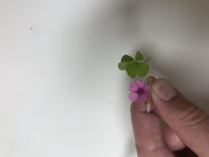 Cover photo for Weed ID- Violet Woodsorrel
