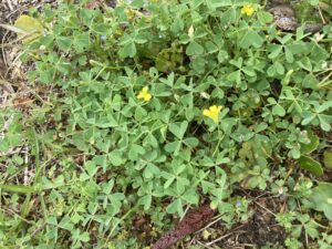 Cover photo for Weed Identification- Yellow Woodsorrel