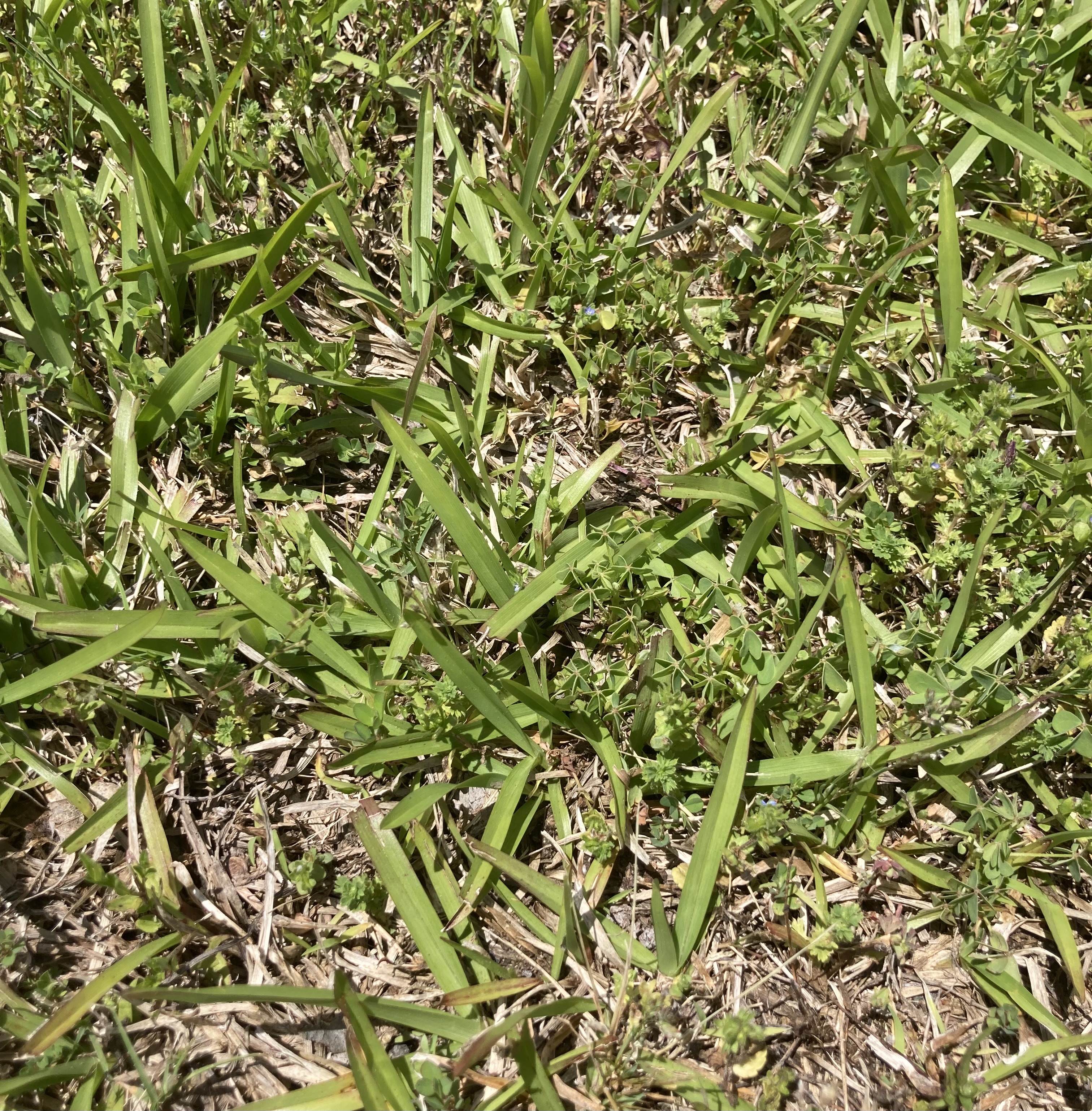 Centipede grass