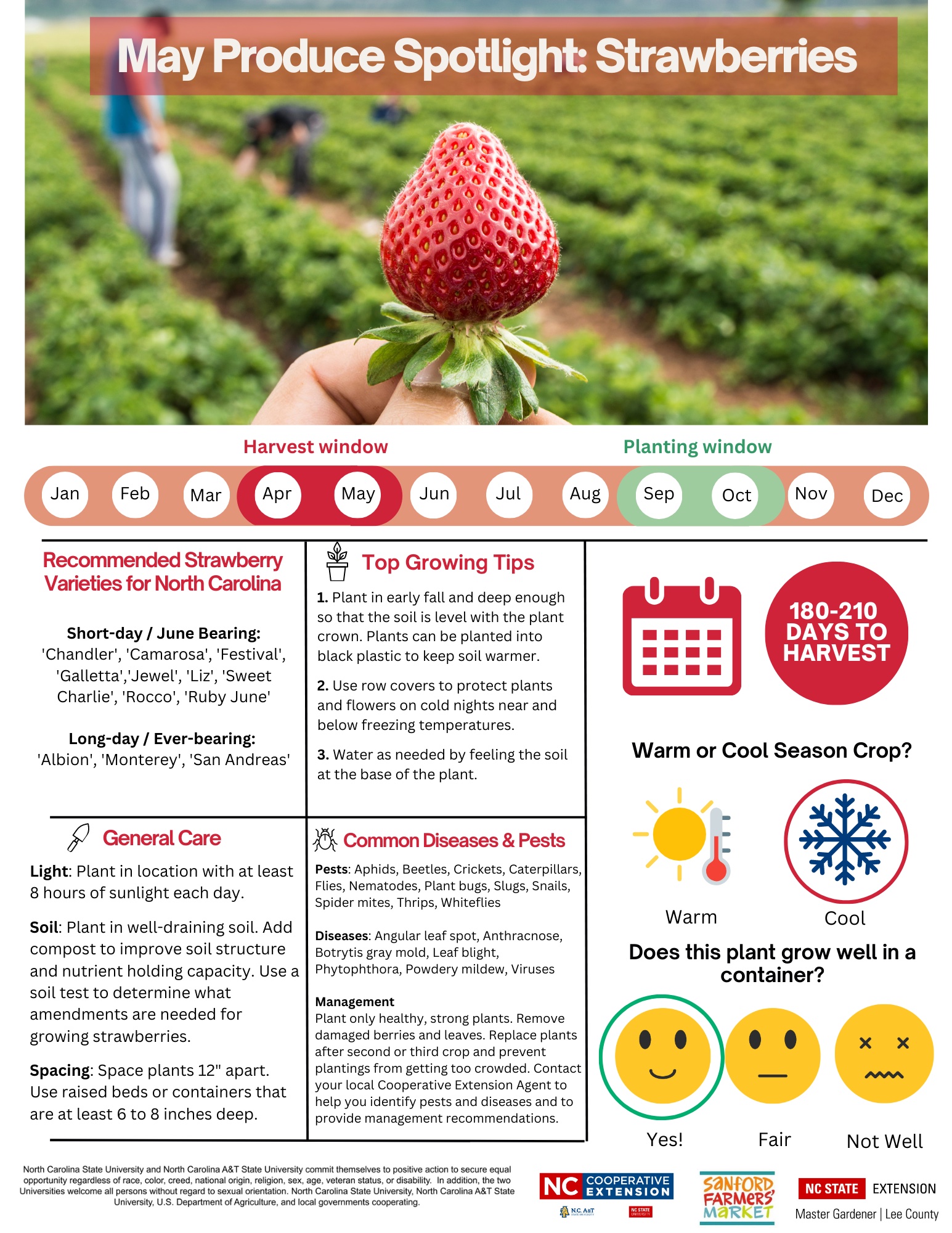 Strawberry produce spotlight.