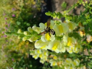 Snapdragon and American Bumblebee at White Hill Farm