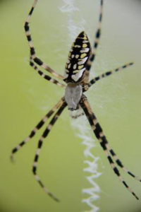 Adult Female Spider