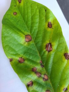 Phyllosticta on pawpaw