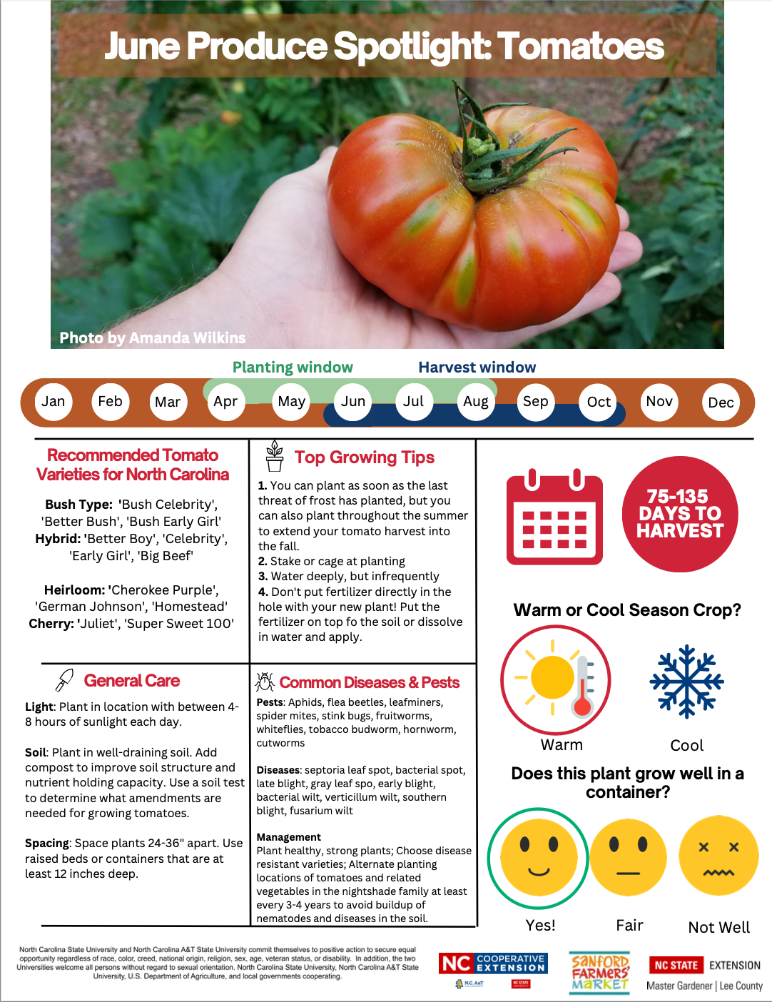 Produce Spotlight and Pollinator Pairing for June 2023- Tomatoes and Bumble Bees