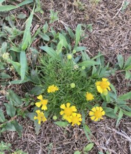 Cover photo for Weed ID- Bitter Sneezeweed