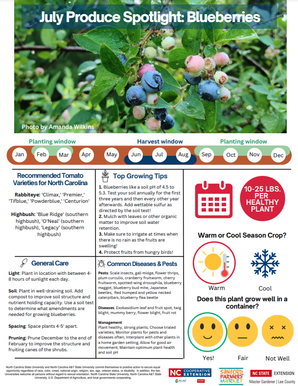 Spotlight- Blueberries and Blueberry Bees_July 2023