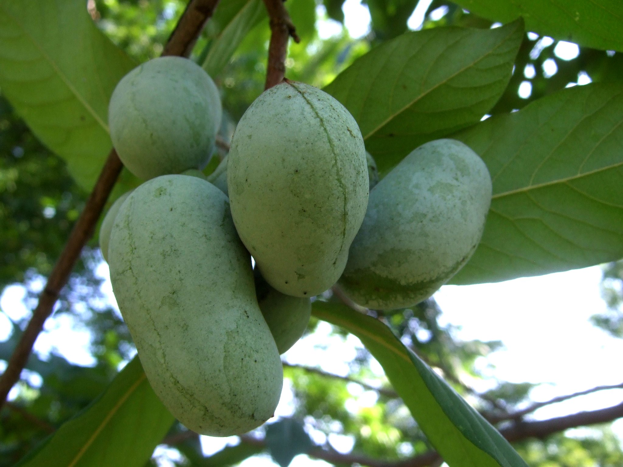 Cluster of Pawpaw fruit