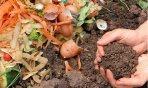 Recovering Food Waste