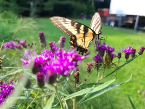 Butterfly and Spider - Photo by Amanda Wilkins