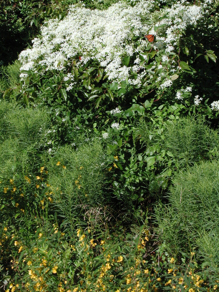 White flowers on green foliage.