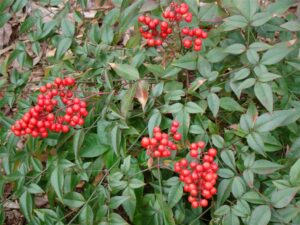 Nandina