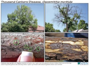 Cankers Disease