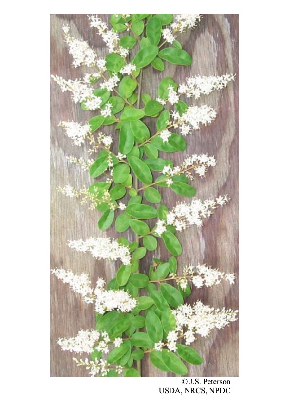 Chinese Privet, a green plant with white flowers.