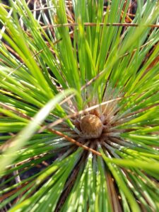 Pine bud - Photo by Amanda Wilkins
