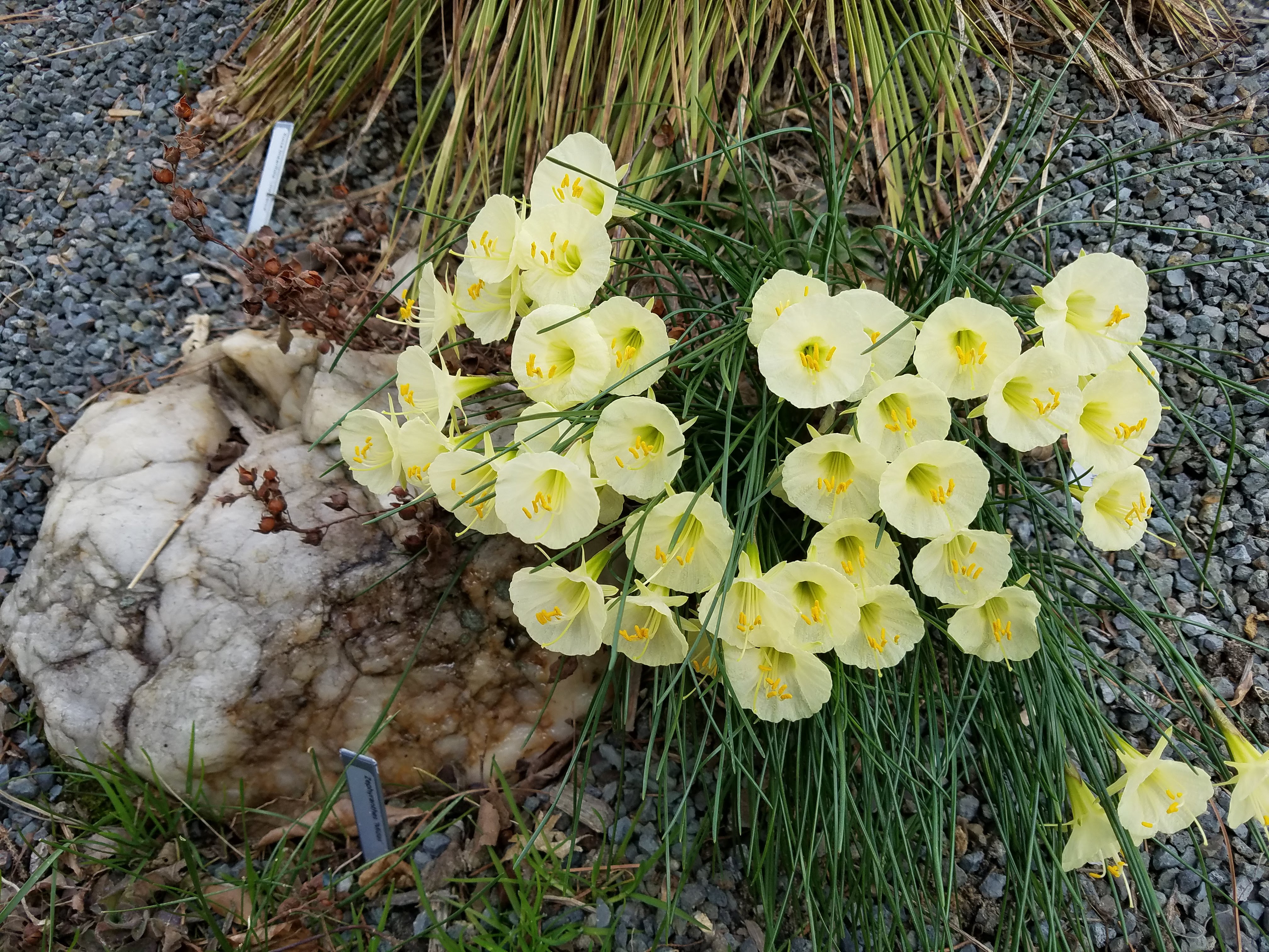 Narcissus bulbicodium - photo by Amanda Wilkins