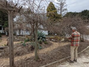 Muscadine pruning - photo by Amanda Wilkins