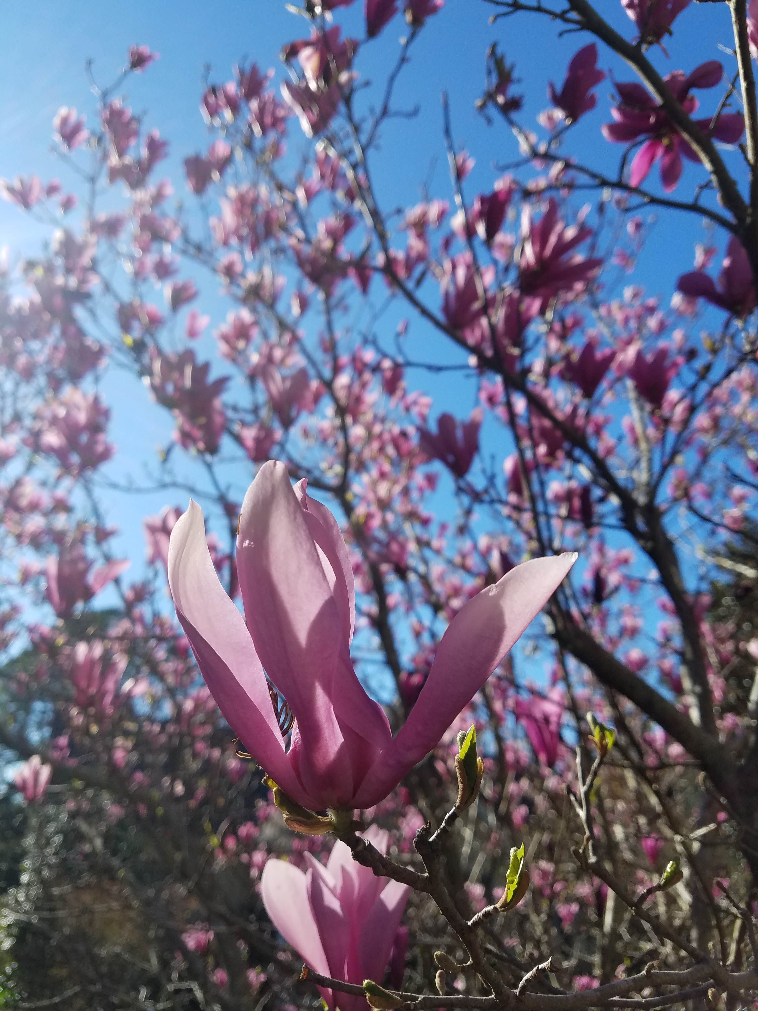 Magnolia flower show_Photo by Amanda Wilkins