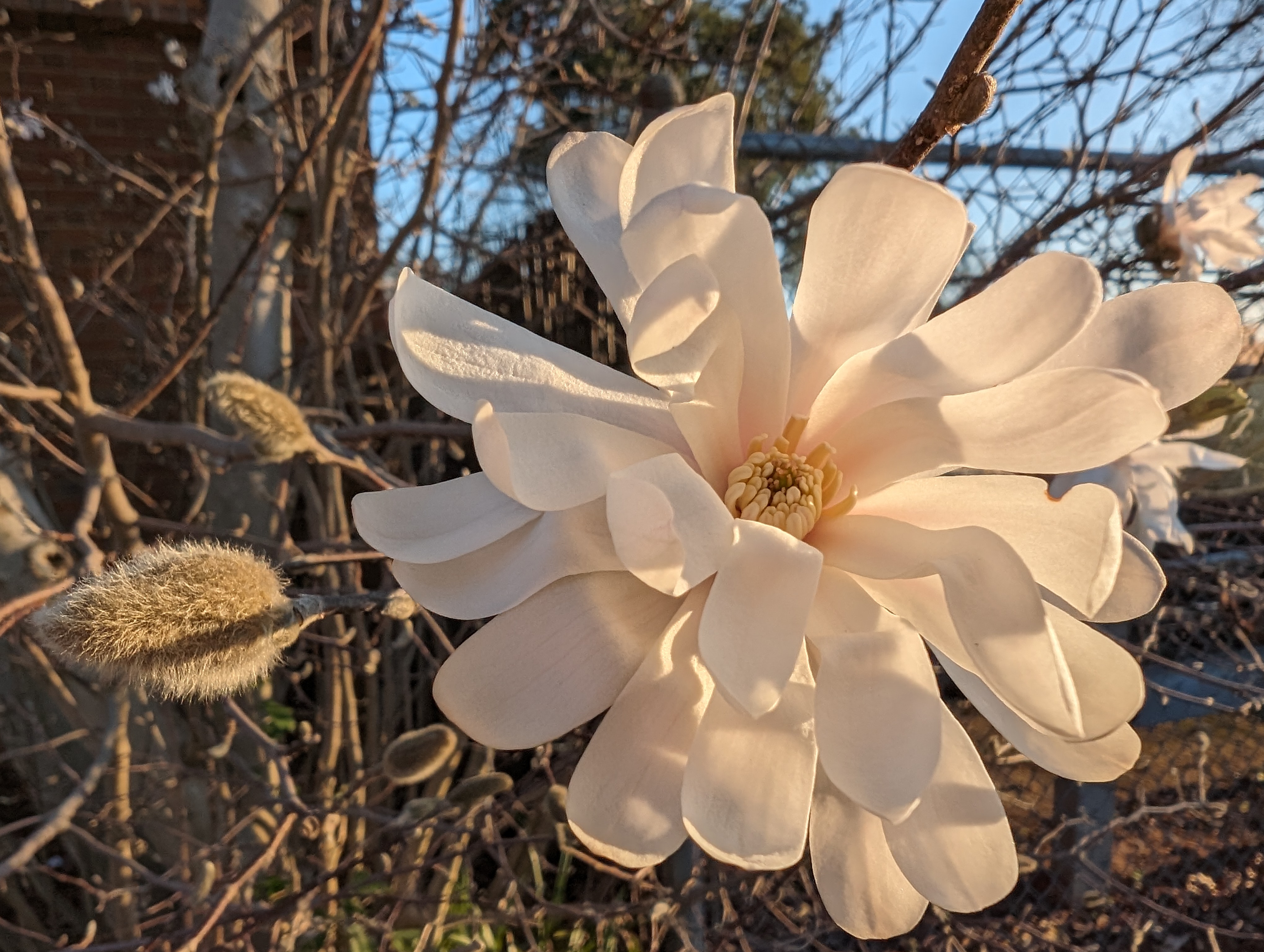 Magnolia x loebneri 'Merrill'_Photo by Amanda Wilkins