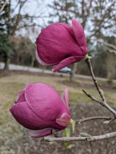 Pink-purple saucer magnolia - photo by Amanda Wilkins