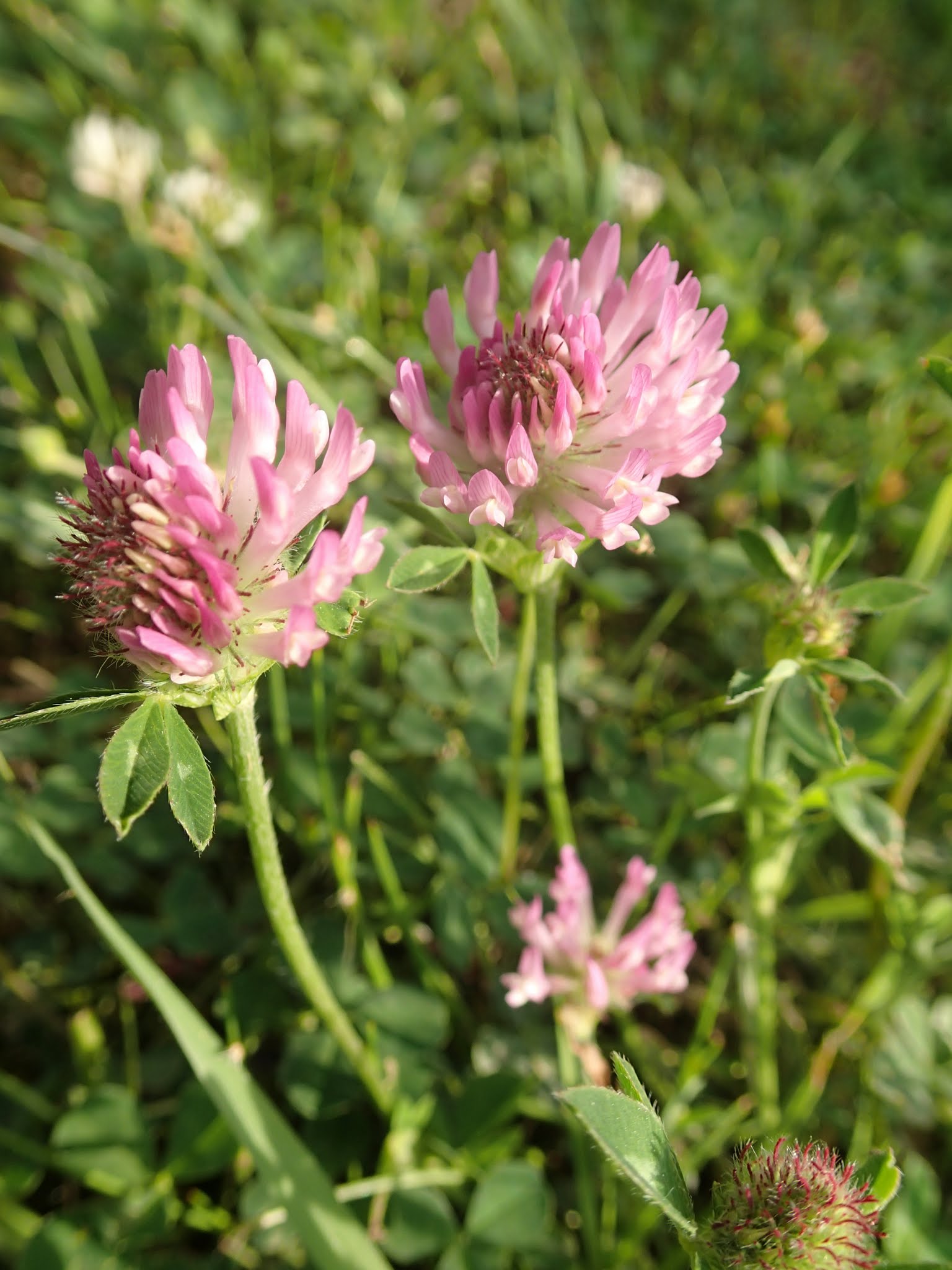 Red Clover - photo by Amanda Wilkins