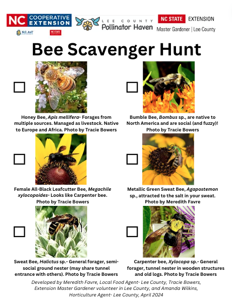 Bee Scavenger Hunt for Southeast Gardens
