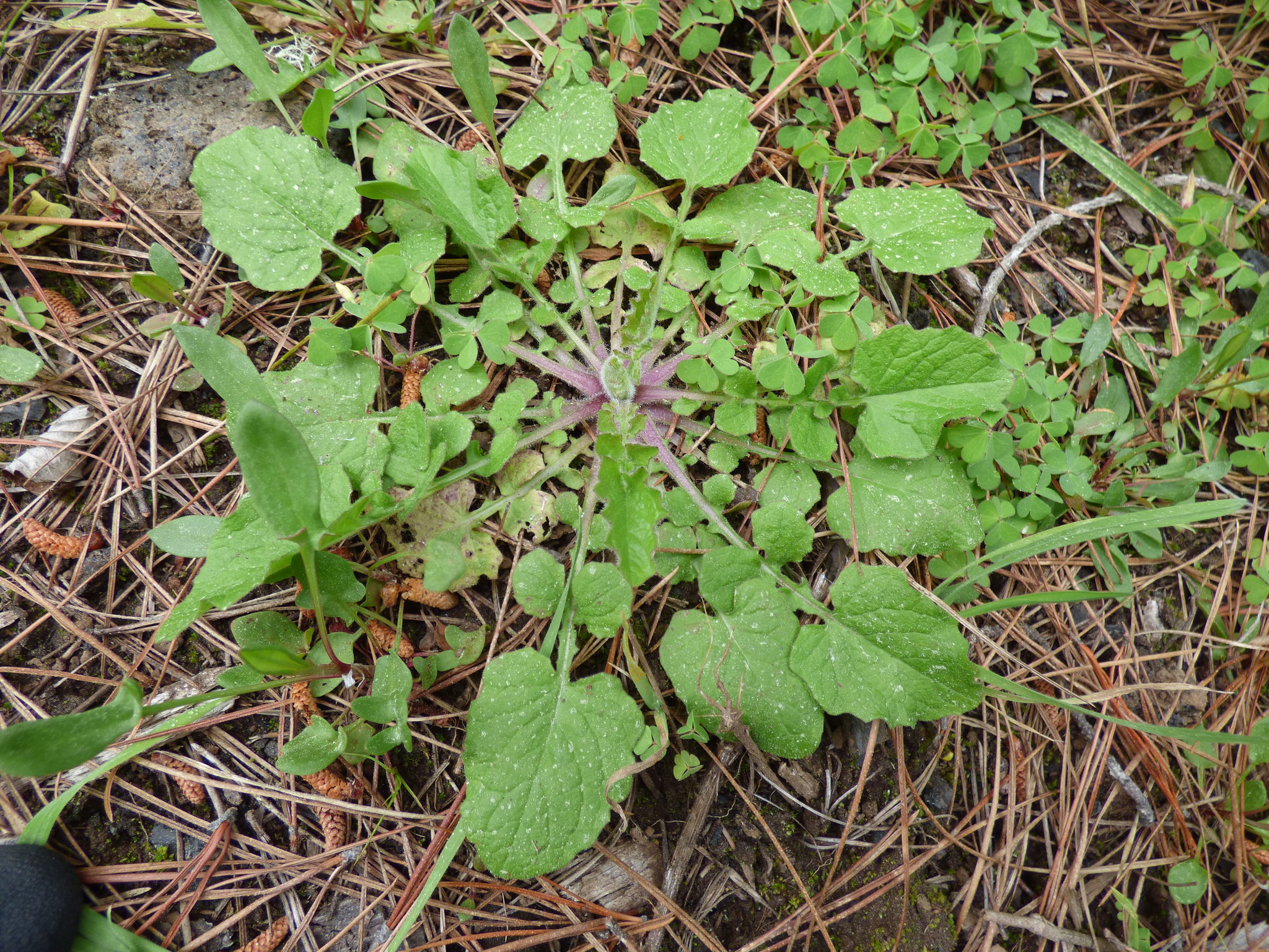 youngia japonica_rosette_Photo by Forest and Kim Starr_CC BY 2.0 DEED