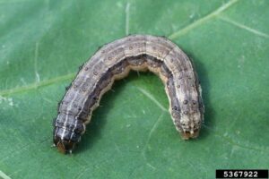 fall armyworm Russ Ottens, University of Georgia, Bugwood