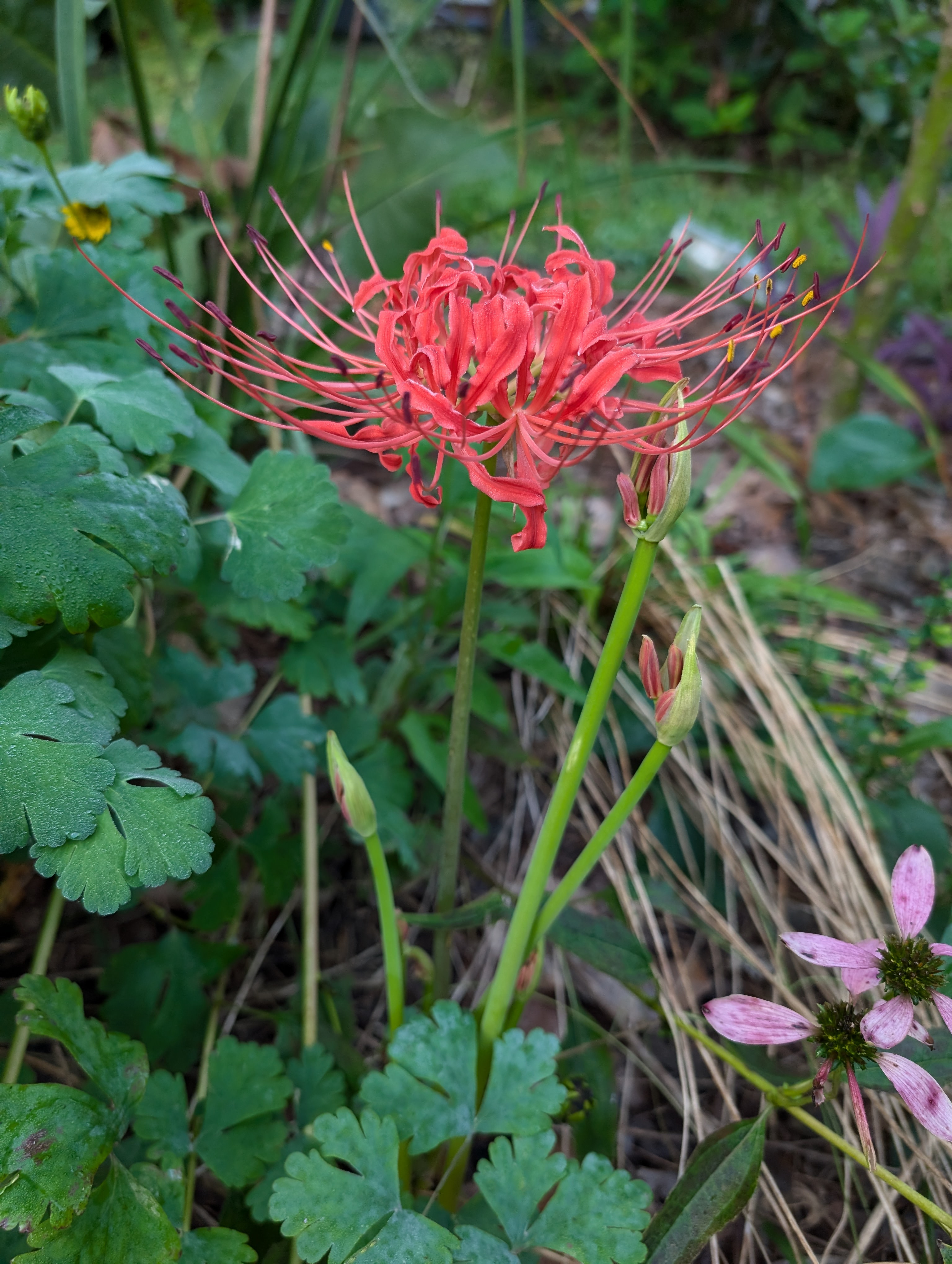 Lycoris radiata_Photo by Amanda Bratcher