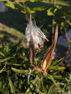 Milkweed seeds Photo by Amanda Bratcher