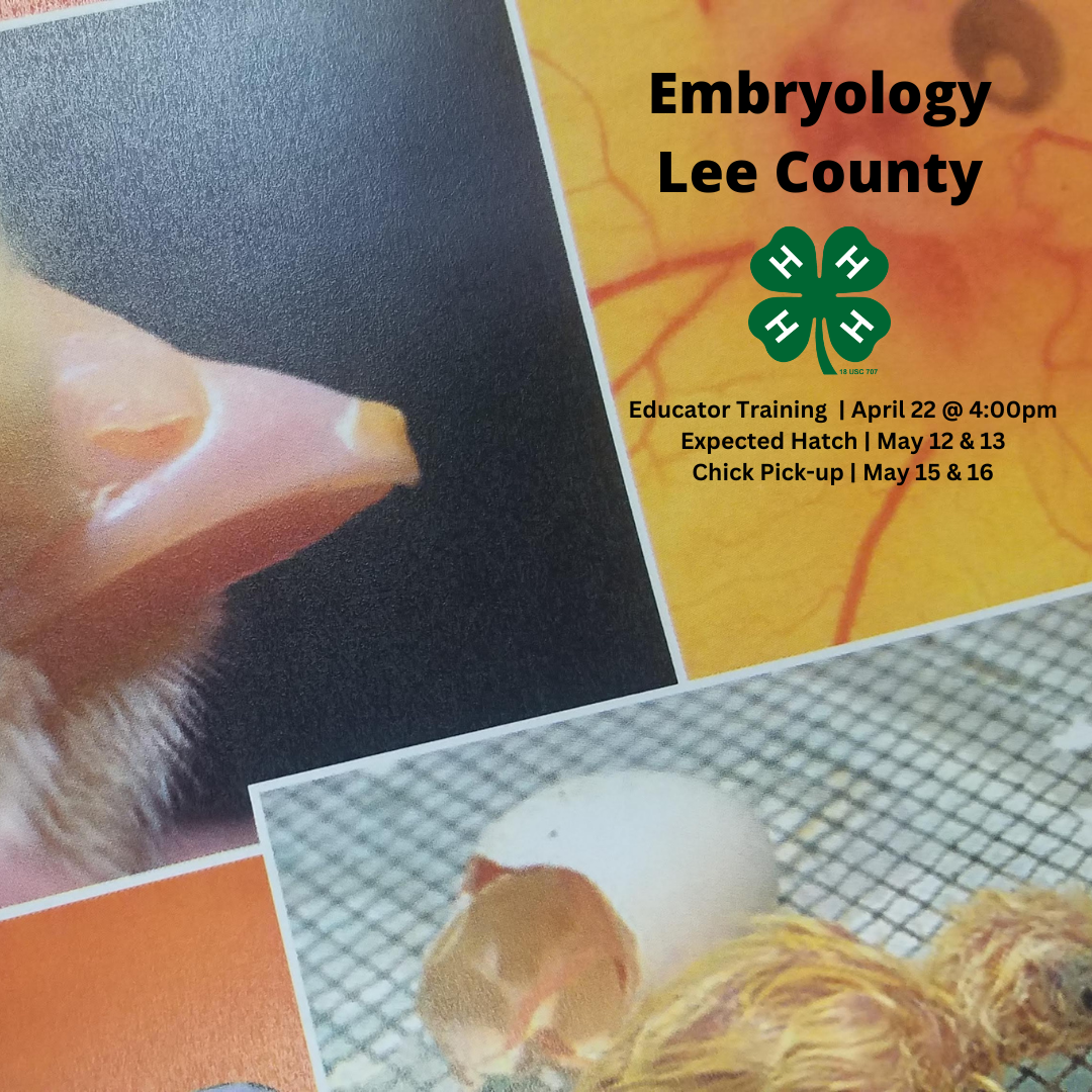 photo of 4-H Hatching Curriculum