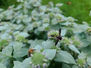 conopidae_Photo by Amanda Bratcher