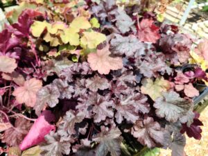 Heuchera diversity_Photo by Amanda Bratcher