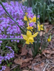 Daffodils are the heralds of spring