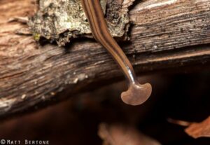 bipalium1_Photo by Matt Bertone