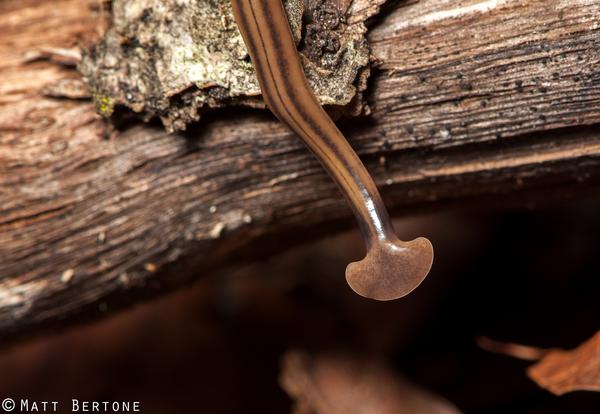 bipalium1_Photo by Matt Bertone
