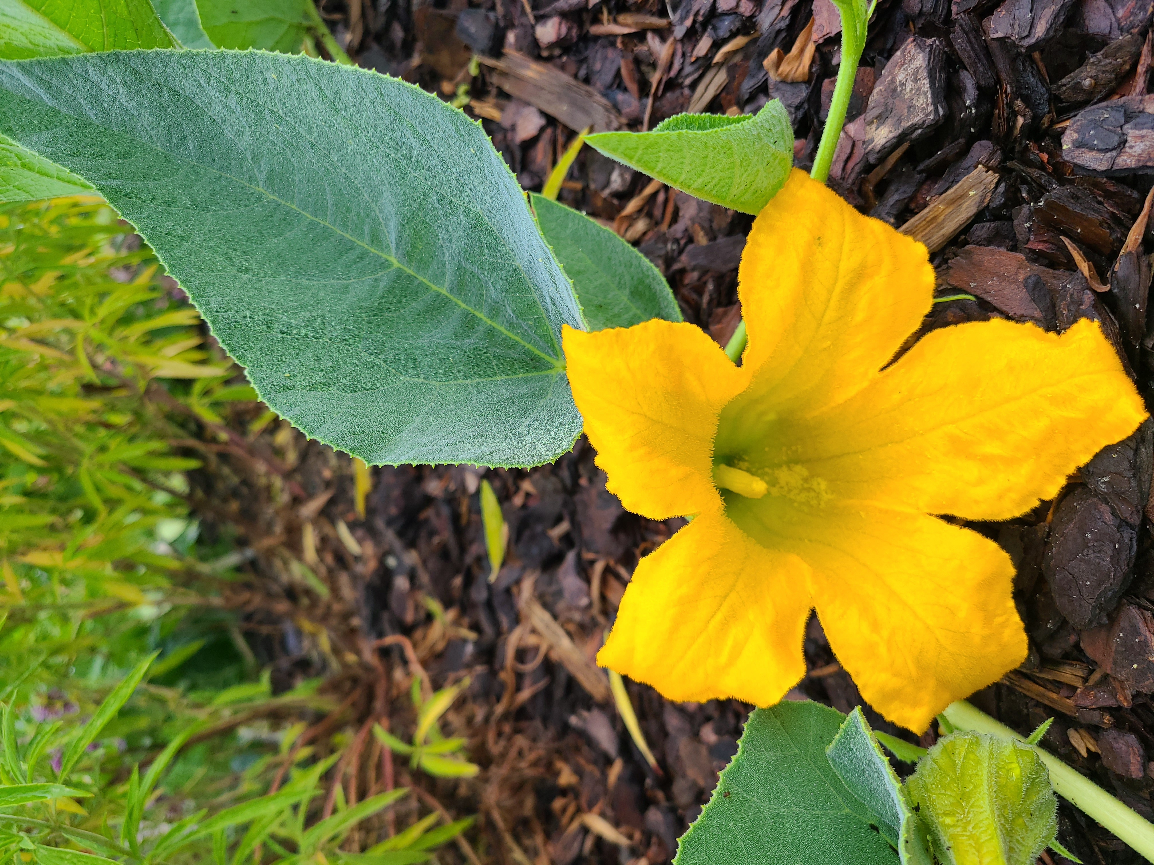 buffalo gourd (Cucurbita foetidissima)
