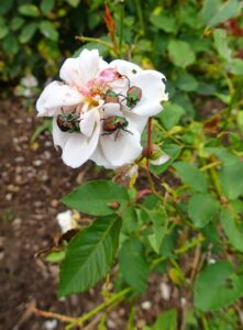 Japanese Beetles (Popillia japonica)