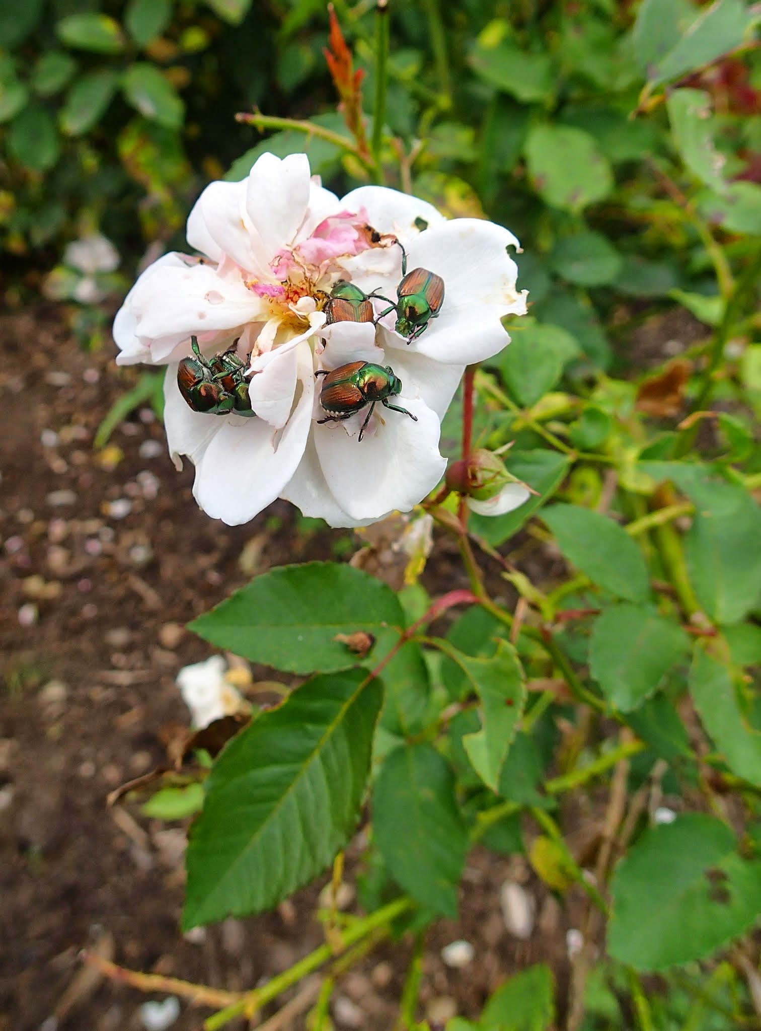Japanese Beetles (Popillia japonica)